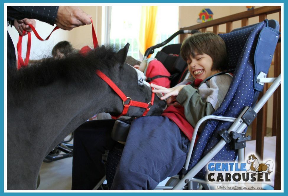 Therapy Miniature  Horse News Gentle Carousel Institution Greece 975x665