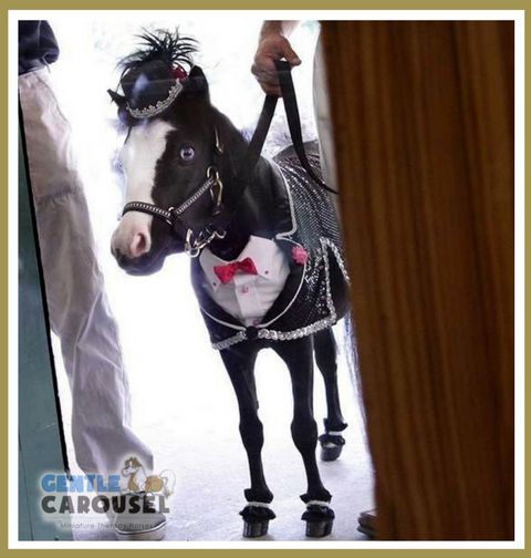 therapy horse magic little hero horse gentle carousel award night 480x405