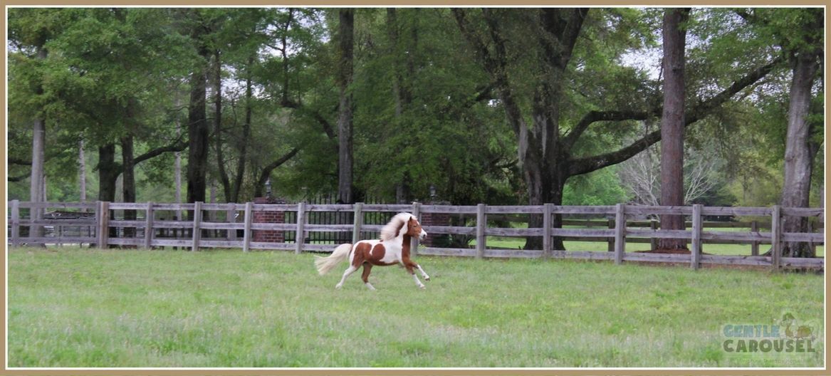 Dream Miniature Therapy Horse Running on Gentle Carousel Farm 1167x538