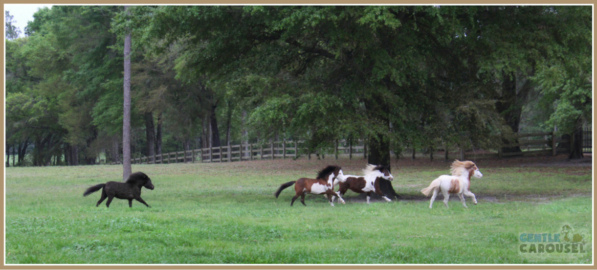 Miniature Horses Equine Therapy Farm Gentle Carousel 1167x528
