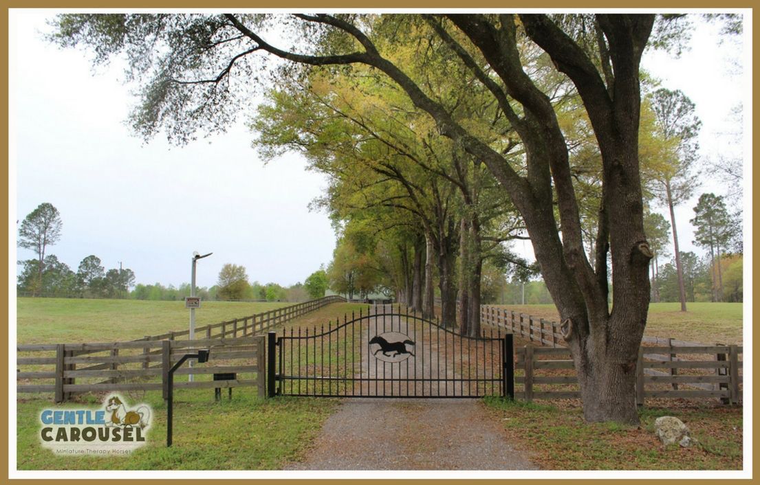 farm home of gentle carousel miniature therapy horses gate 1105x706