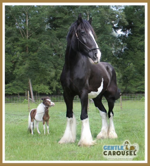 little therapy horse scout hero-horses-gentle-carousel at farrier farm 631x697