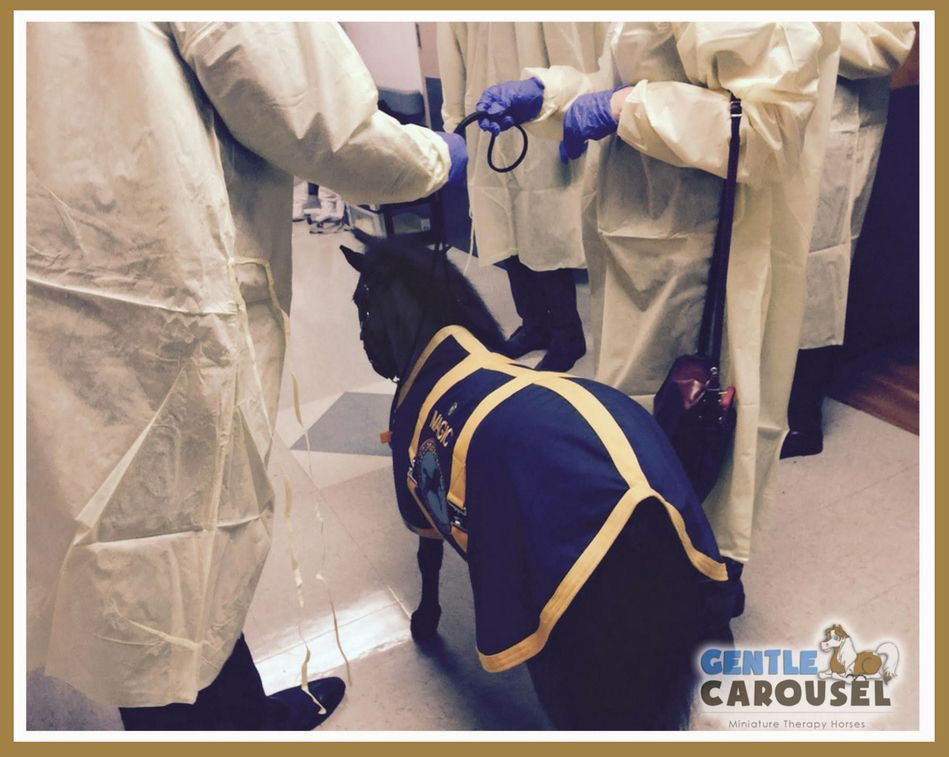 magic hero horses intensive care gentle carousel therapy animal 949x757