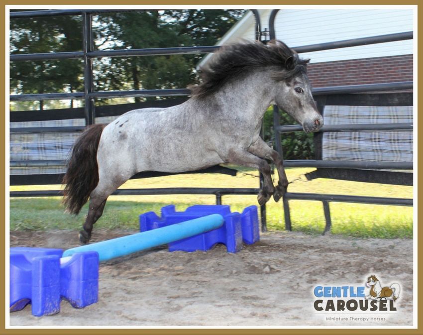therapy horse sparkle jump gentle carousel hero horses training 850x673