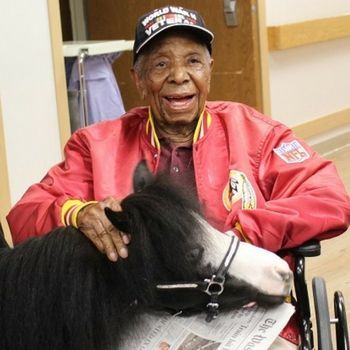 miniature therapy horse