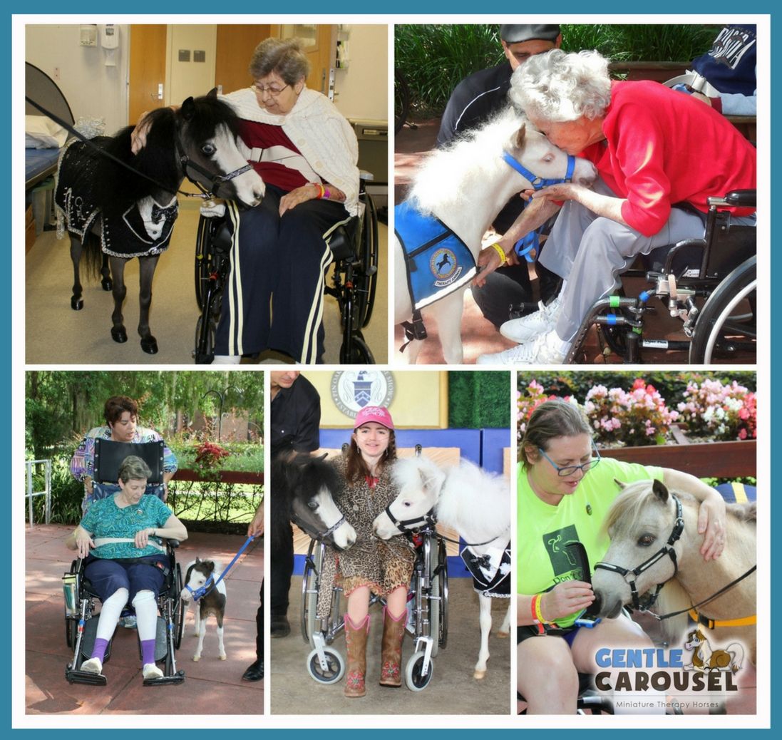 Wheelchair Gentle Carousel Mini Hospital Visits Therapy Horses News 1097x1038