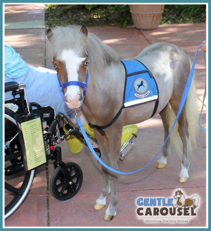 therapy horse sunshine gentle carousel horse hero hospital work 681x746