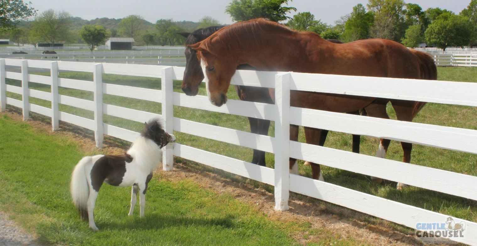 Miniature Therapy Horse Scout 1519x782