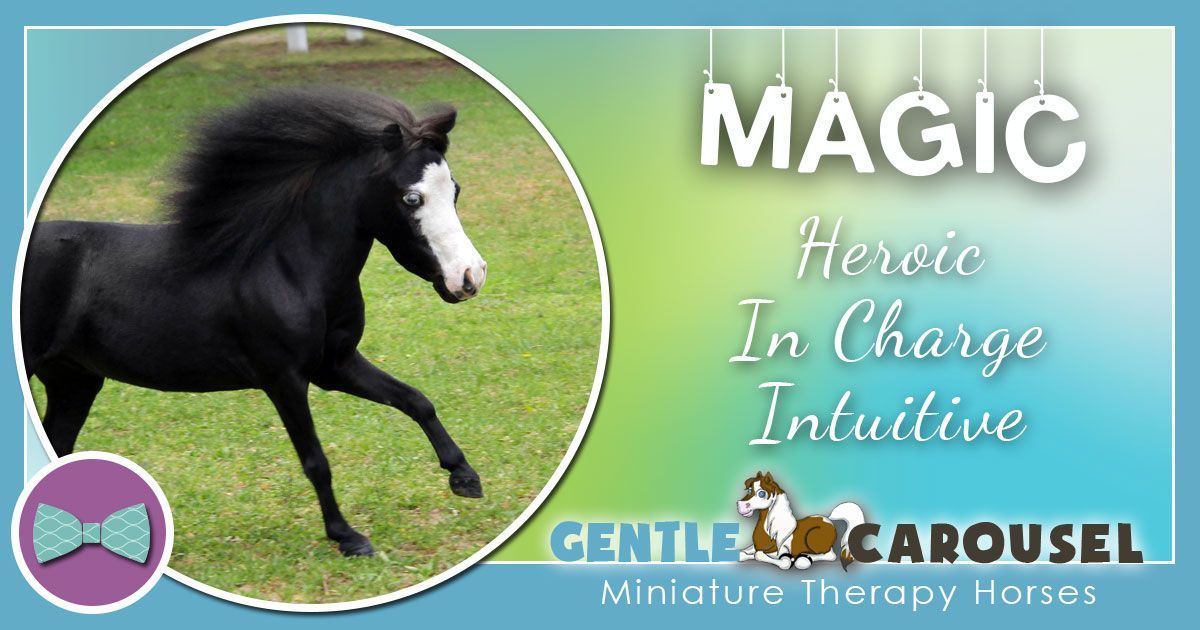 Magic Miniature Horse - Equine Horse Therapy 1200x630