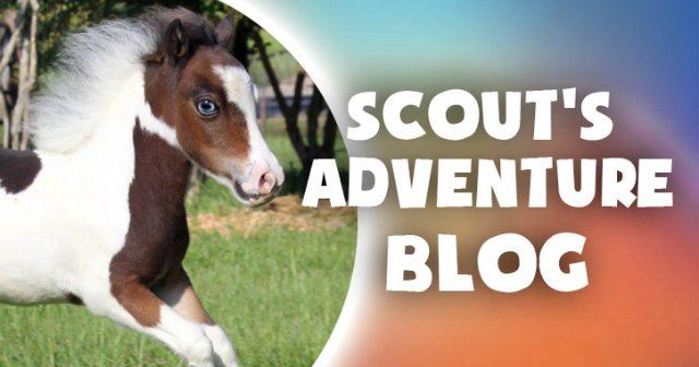 Therapy Horse Scout