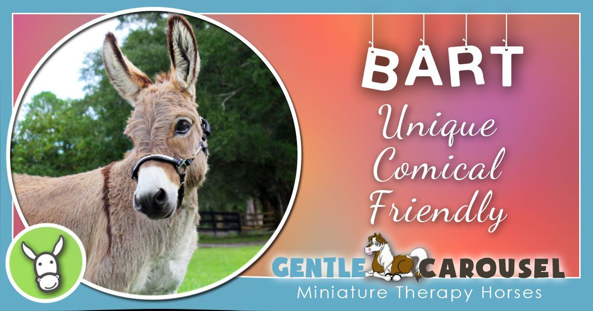 3 bart miniature equine horse therapy 1200x630