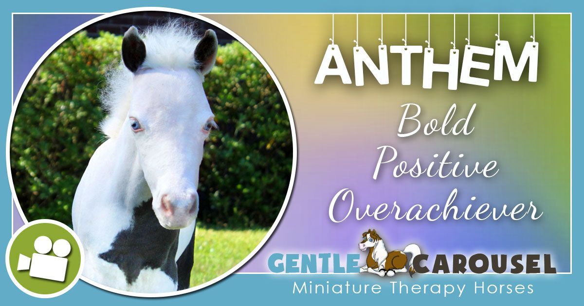 Anthem Miniature Horse - Equine Horse Therapy 1200x630