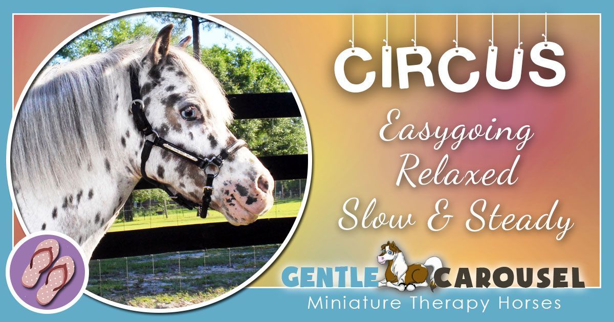 Circus Miniature Horse - Equine Horse Therapy 1200x630
