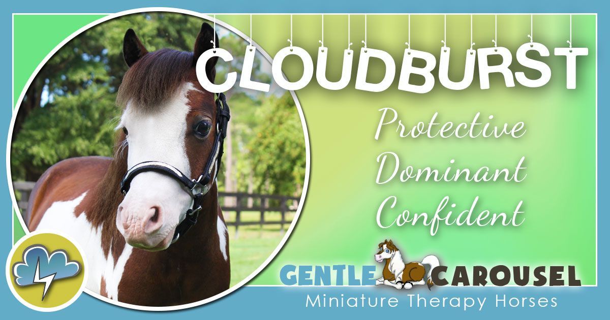 Cloudburst Miniature Horse - Equine Horse Therapy 1200x630