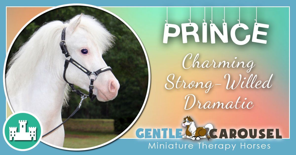 Prince Miniature Horse - Equine Horse Therapy 1200x630