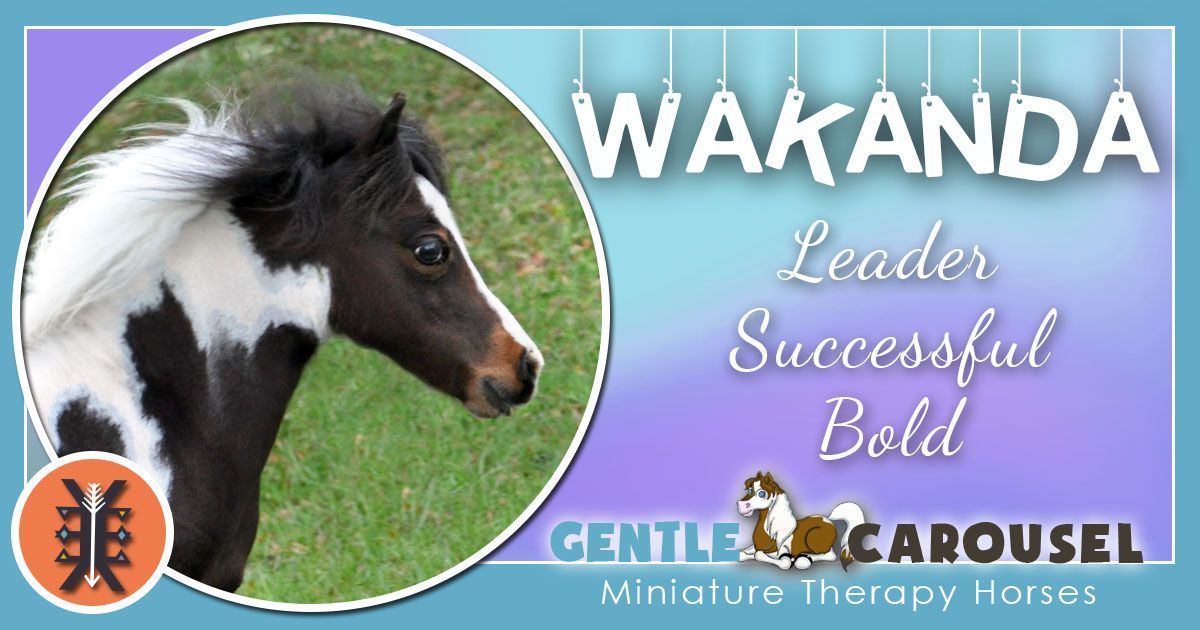 Wakanda Miniature Horse - Equine Horse Therapy 1200x630