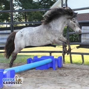 Horse Quiz Gentle Carousel Exercise 300x300