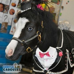 Horse Quiz Gentle Carousel Formal Attire 300x300