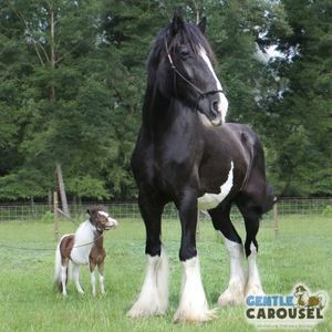 Horse Quiz Gentle Carousel Making New Friends 300x300
