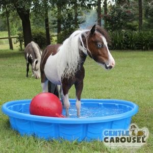Horse Quiz Gentle Carousel Making Relaxing by the Pool 300x300