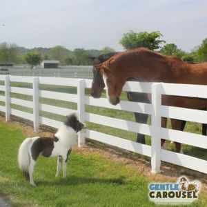 Horse Quiz Gentle Carousel Talking with Friends 300x300
