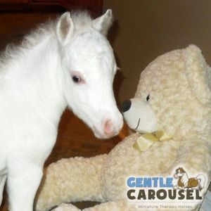 Horse Test Gentle Carousel sweet Personality 300x300
