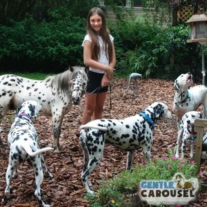Horse Quiz Gentle Carousel Love All Animals 300x300