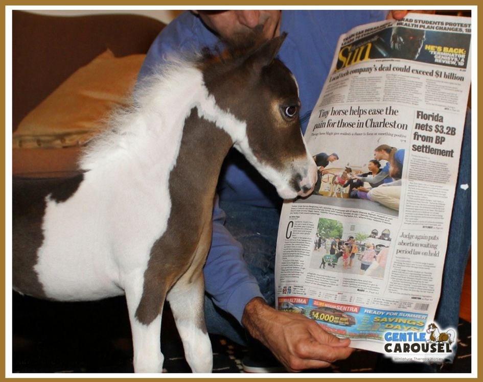 Miniature therapy horse scout newspaper front page 945x748